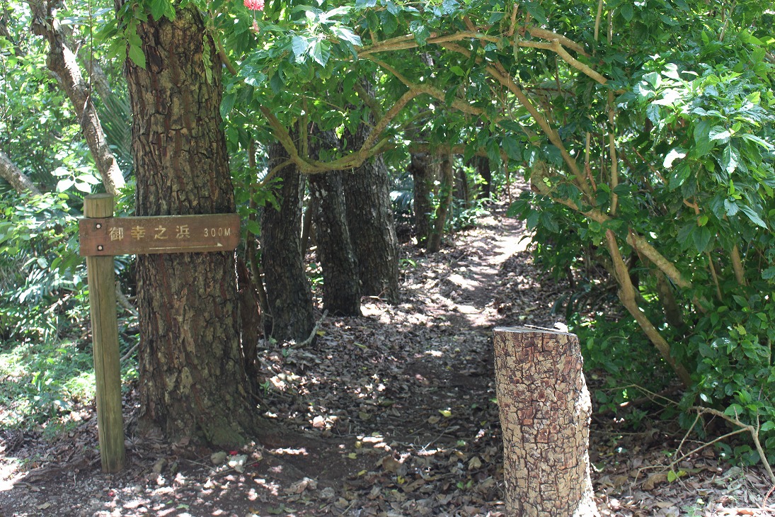 タマナ並木