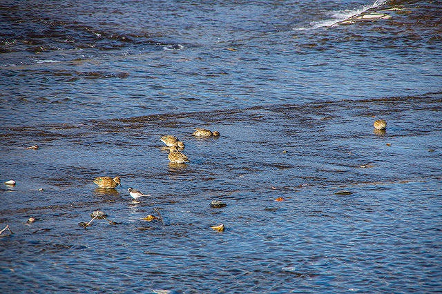 水遊びをする鳥