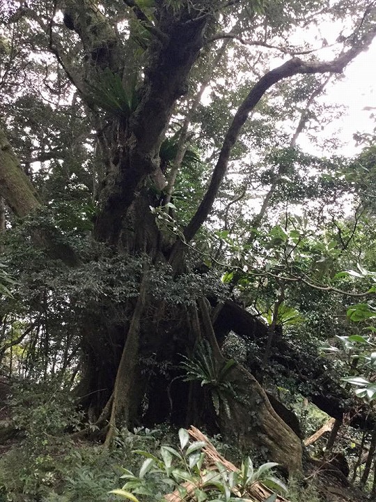 南郷の大ジイ