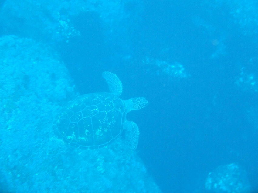 ウミガメウォッチング