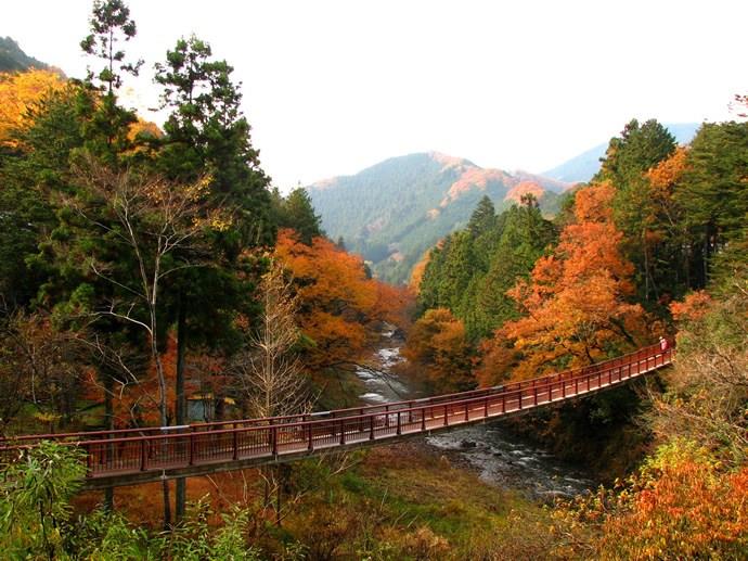 The autumn leaves in Akiruno