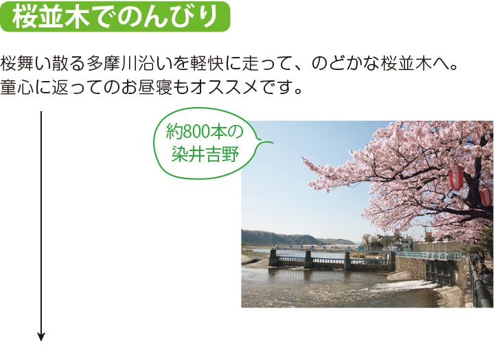 桜並木でのんびり 桜舞い散る多摩川沿いを軽快に走って、のどかな桜並木へ。童心に返ってのお昼寝もオススメです。