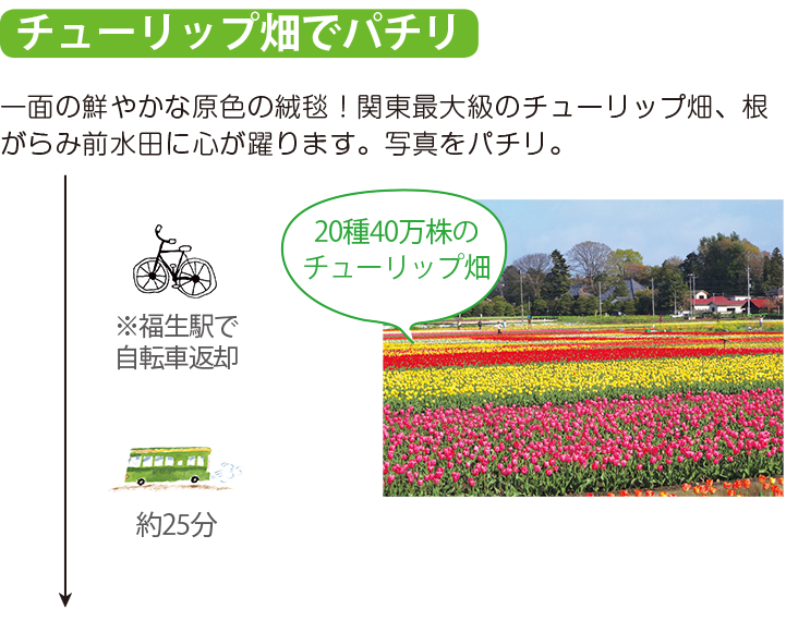 チューリップ畑でパチリ 一面の鮮やかな原色の絨毯!関東最大級のチューリップ畑、根がらみ前水田に心が躍ります。写真をパチリ。