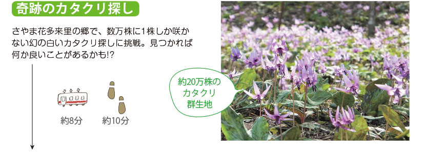 奇跡のカタクリ探し さやま花多来里の郷で、数万株に1株しか咲かない幻の白いカタクリ探しに挑戦。見つかれば何か良いことがあるかも!?