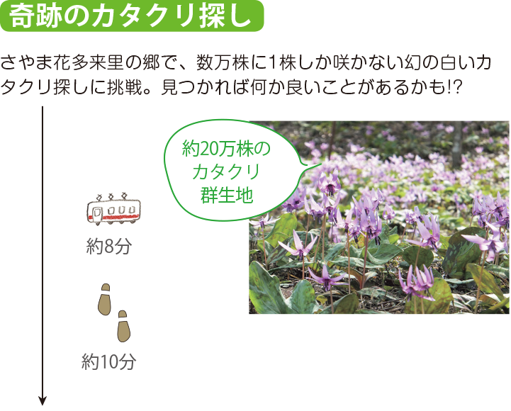 奇跡のカタクリ探し さやま花多来里の郷で、数万株に1株しか咲かない幻の白いカタクリ探しに挑戦。見つかれば何か良いことがあるかも!?