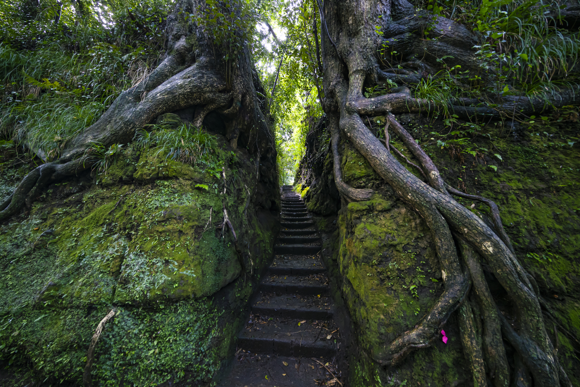 ２本の巨木の間に階段がある「泉津の切通し」の風景