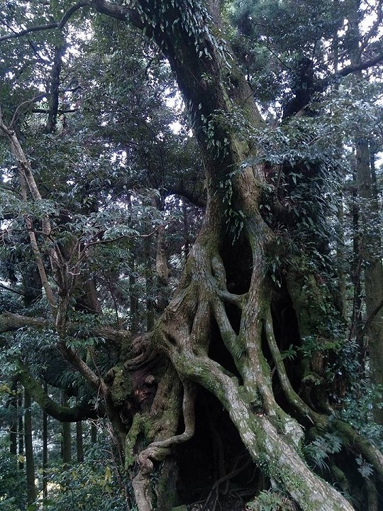 スダジイの巨木