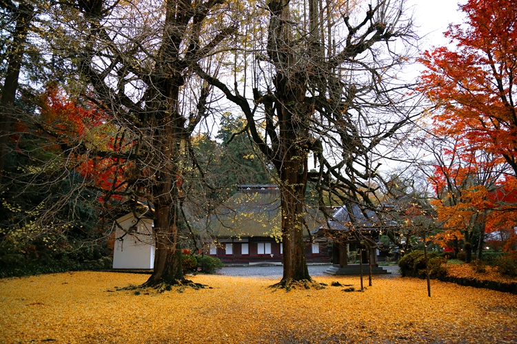 Kotokuji Temple and  thousand-year-old gingkyo trees.