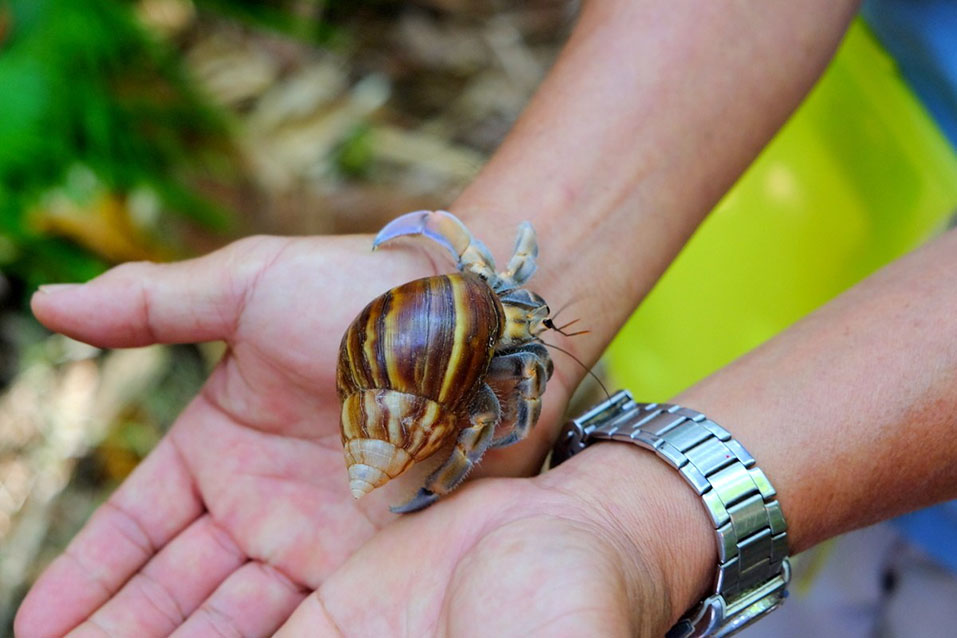 The island’s pristine marine ecology