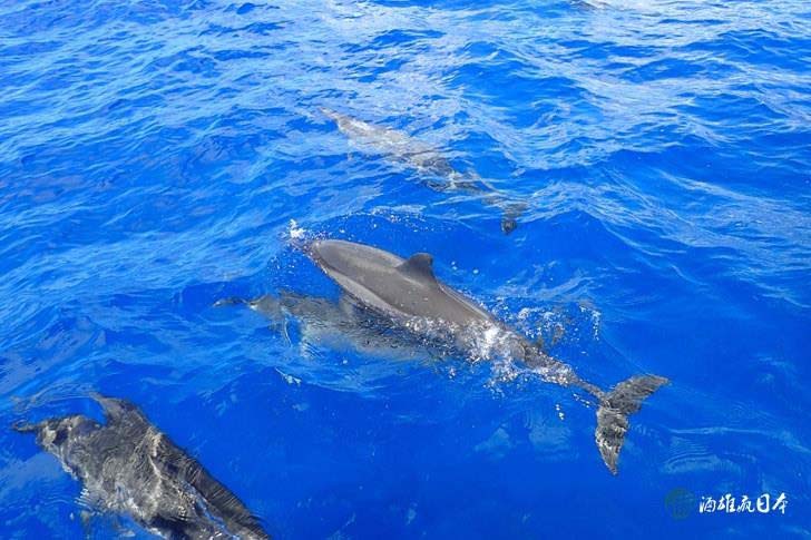 The pod of dolphins passed right underneath our boat!