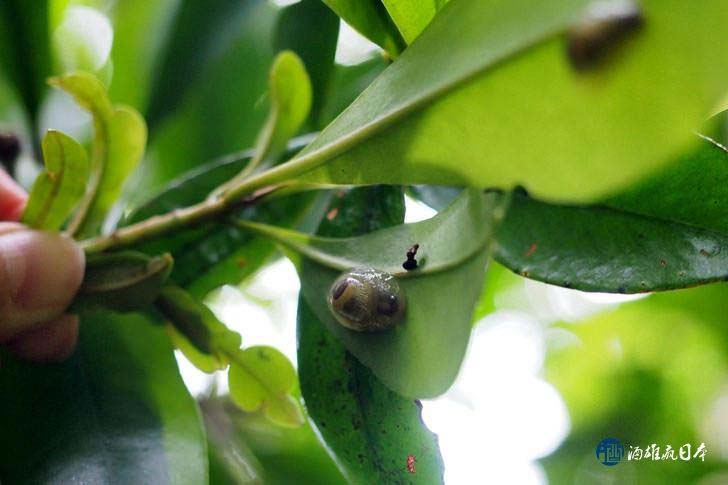 Ogasawara land snail