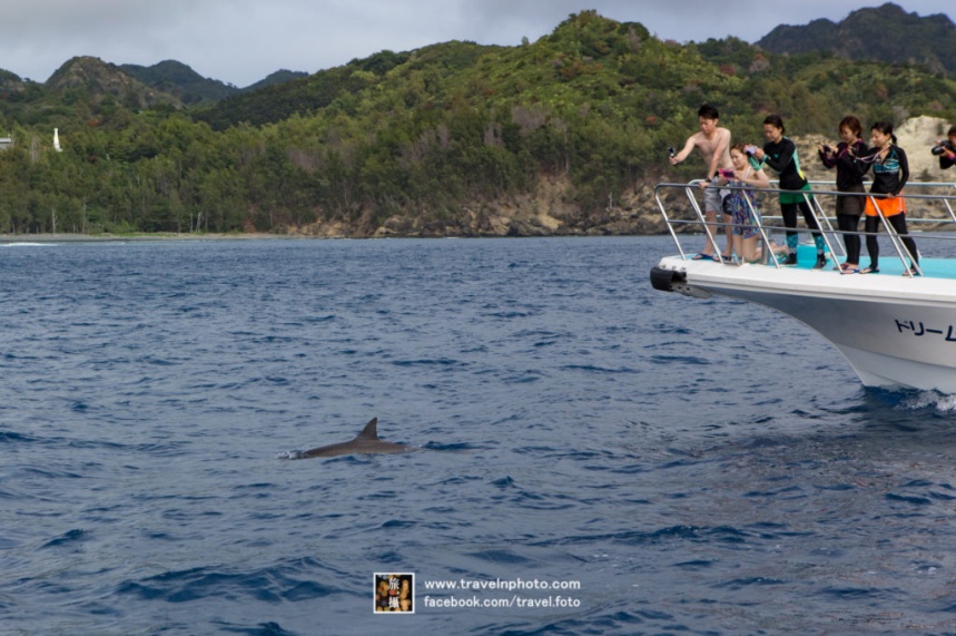 Watching dolphins