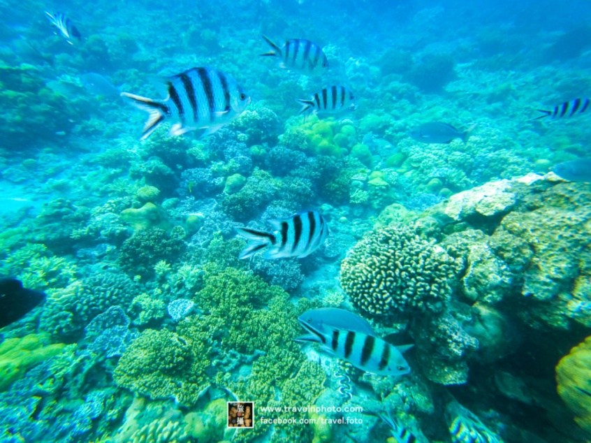 Snorkeling