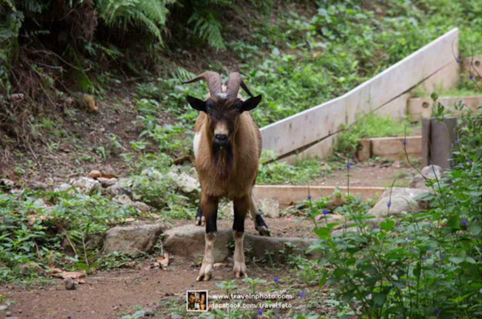 Wild goats