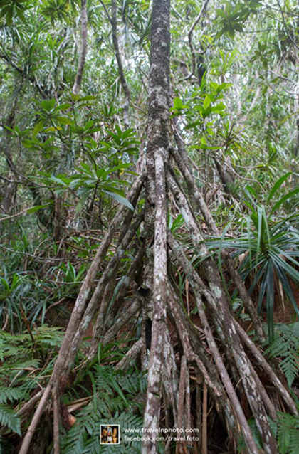 Tako-no-ki/Octopus tree