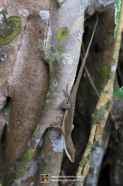 The green anole, which will almost swallow anything smaller than itself.