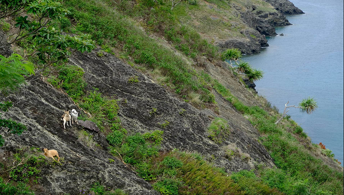 The goats on the island