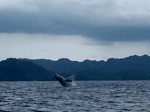 Humpback Whale, Large Version.