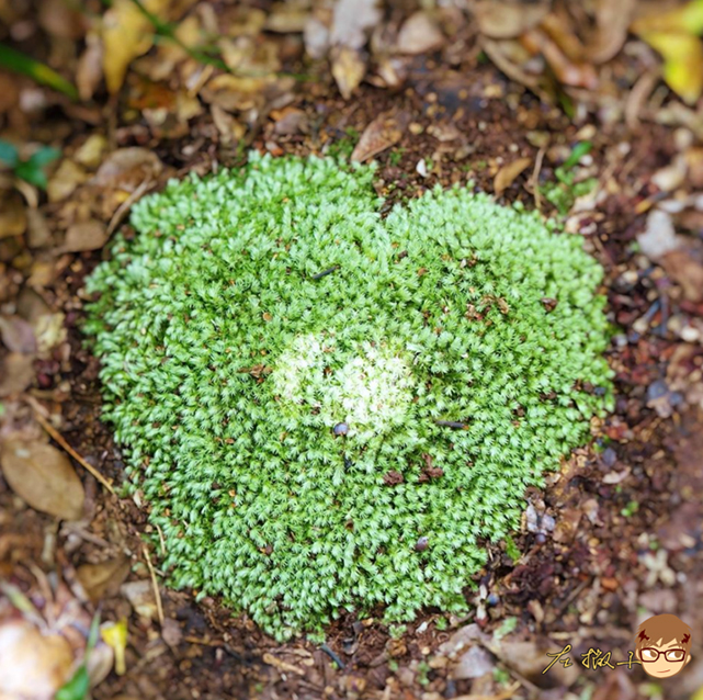 Heart-shaped moss.