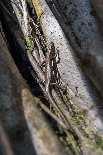 You can encounter endemic species in Ogasawara