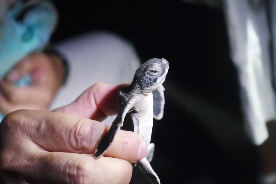 During the night tour, we released baby turtles