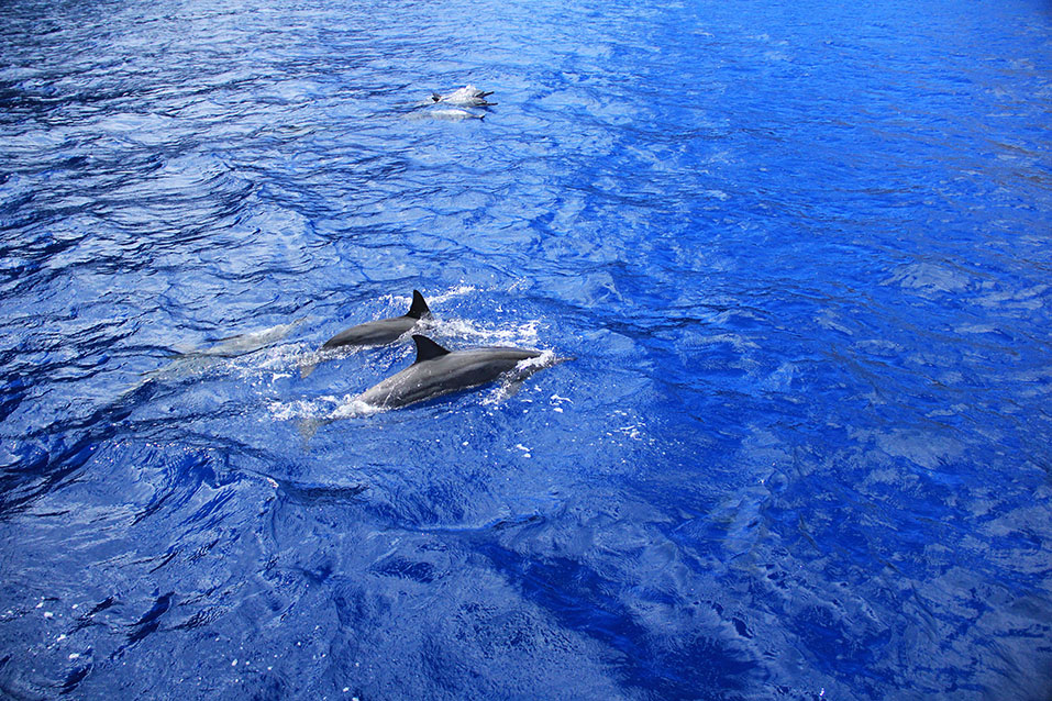 Inquisitive dolphins