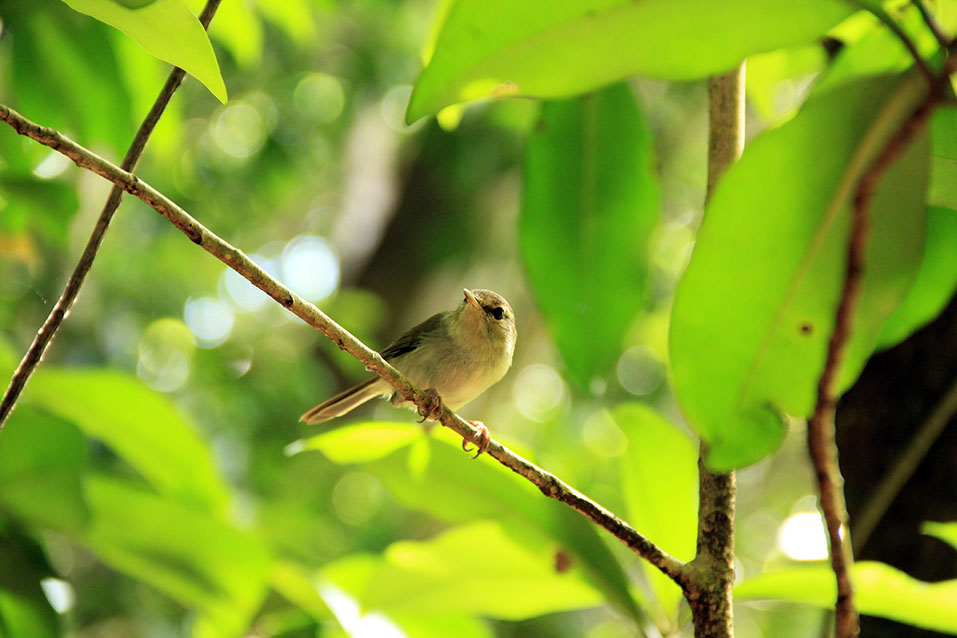 Nightingales of Mt. Chibusayama