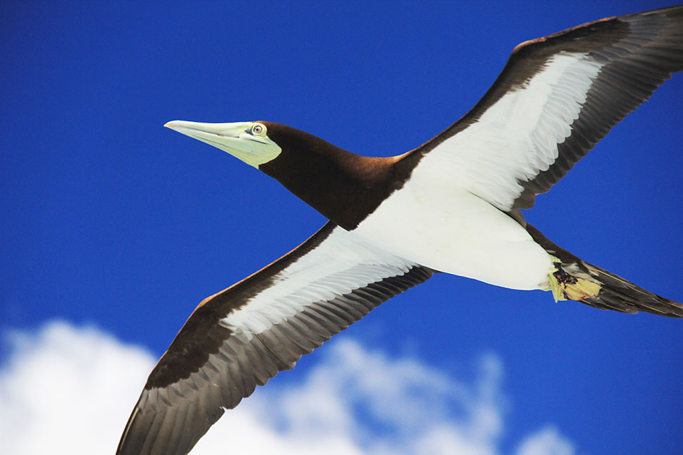 A flock of sulids flying in the sky!