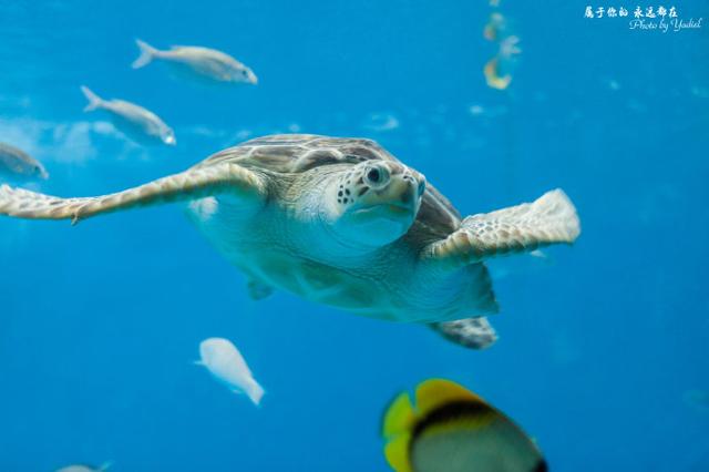 A sea turtle in the aquarium