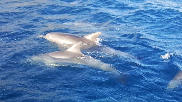 Swimming with dolphins