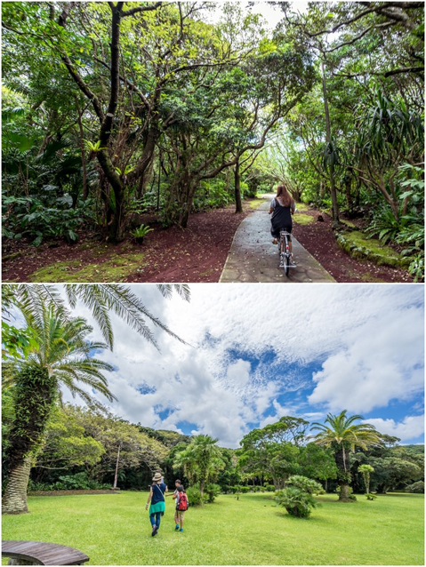 Hachijo Botanical Park