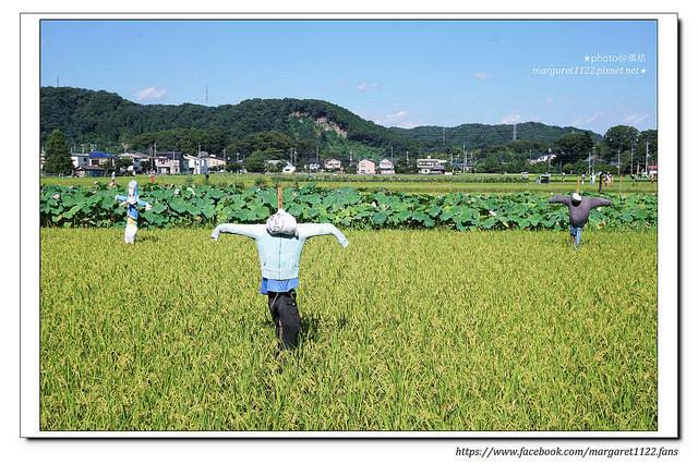 Paddy fields and scarecrows