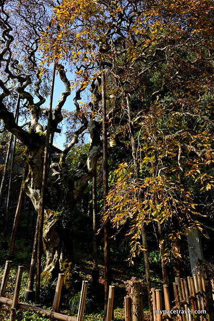 Weeping oak tree at Sachigami Shrine