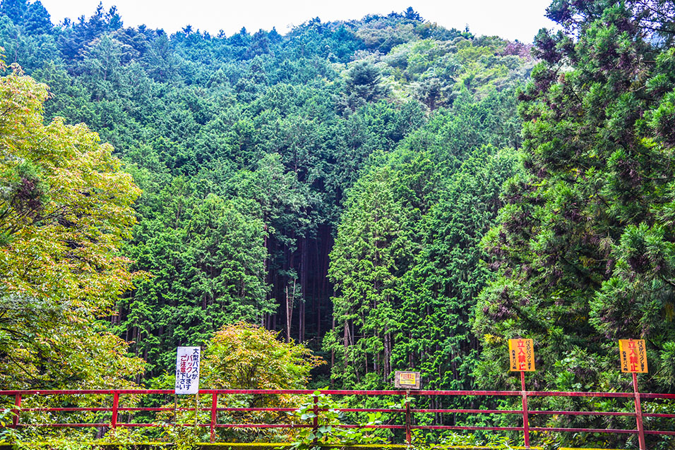 You can see the mountains from Hinohara-mura Kazuma Bus Stop.