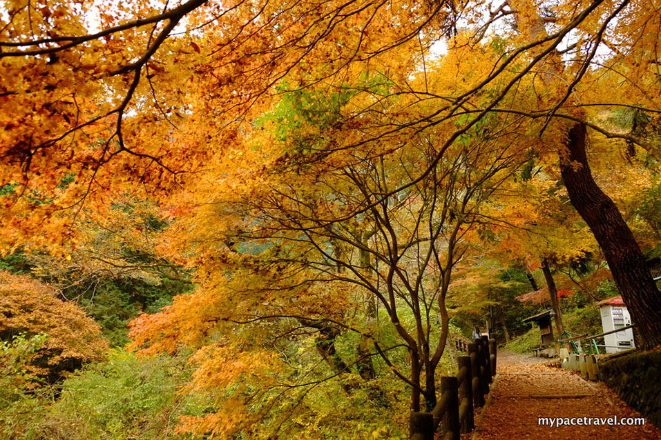 Beautiful autumn leaves