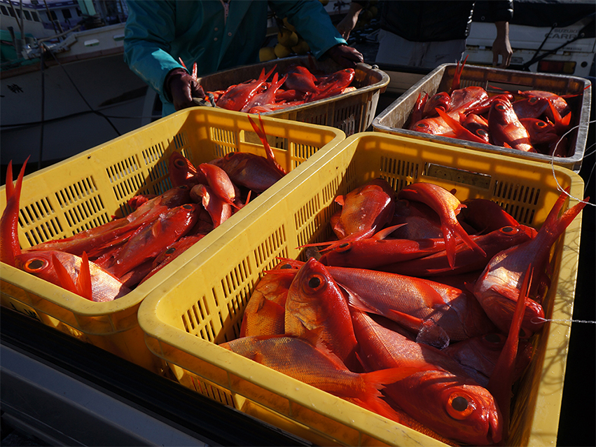 Fishing at Kouzushima