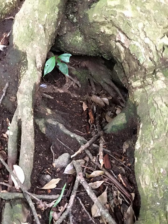 Gannet Nest