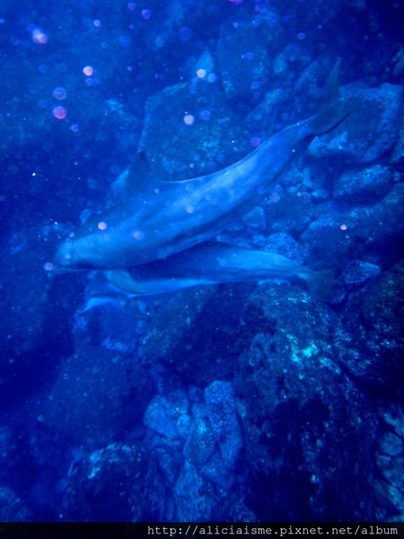 Swimming with dolphins