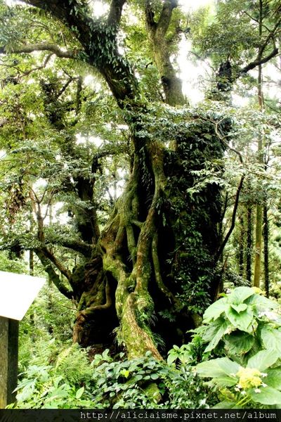 The giant trees of Miyazaki Island.