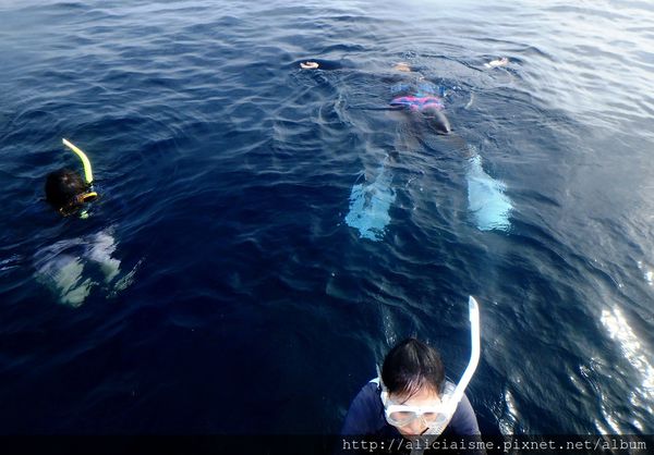 Let’s go swimming with dolphins!