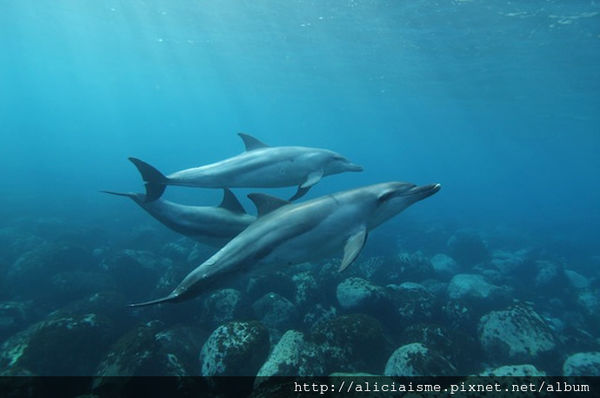 Wild Dolphins