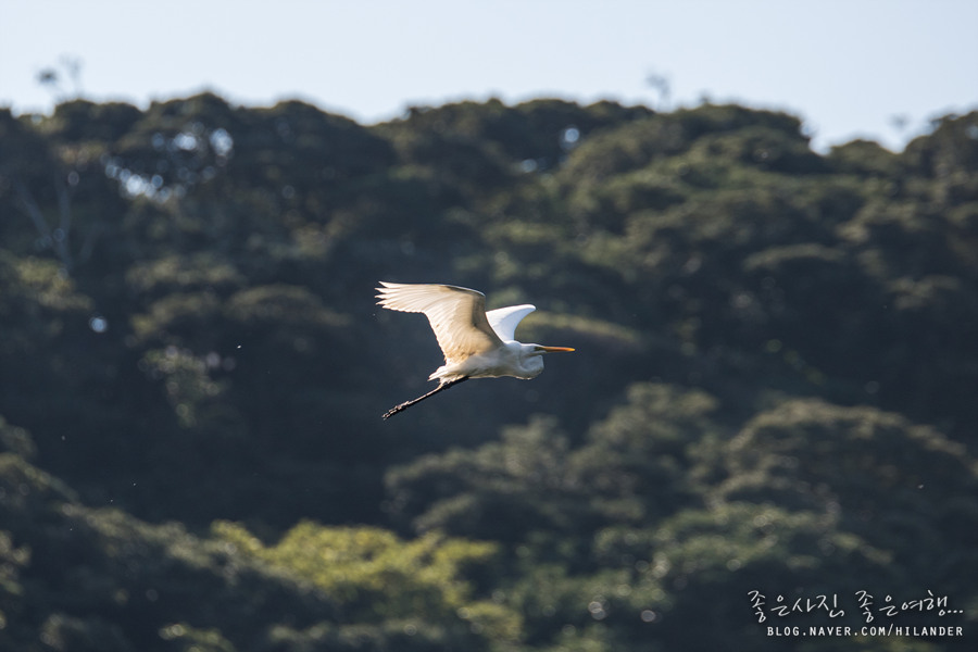 An egret on the lake