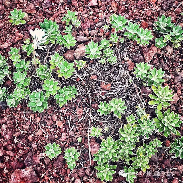 Plants of the volcanic island