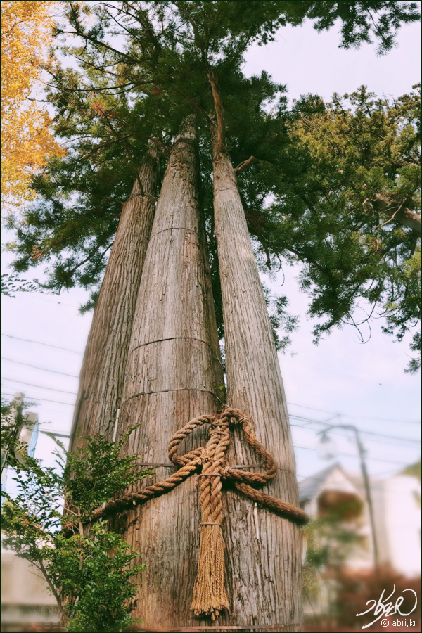 Hikawa Shrine②