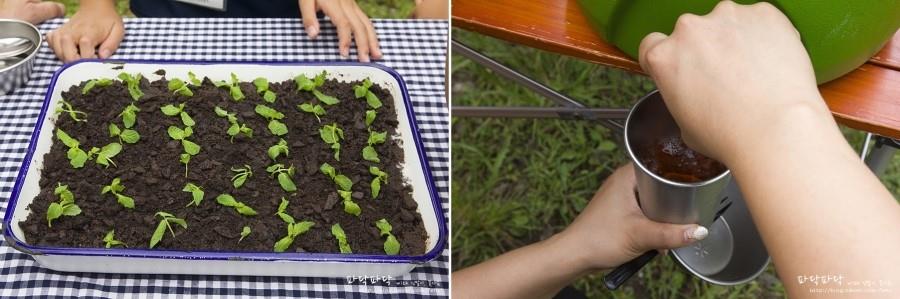 Sweet cakes representing the land and grass