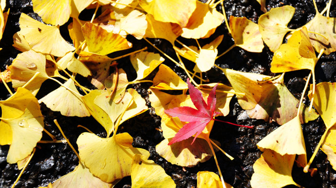 The beauty created by nature. The ginkgo trees.