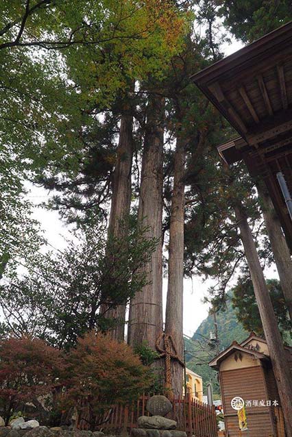 The Three Cedars of Ōgigawa Glacier