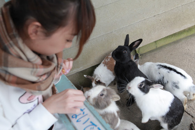 Rabbit in the Rabbit Forest