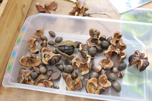 Camellia seeds are big