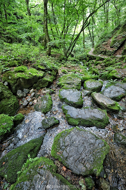 Rock Garden